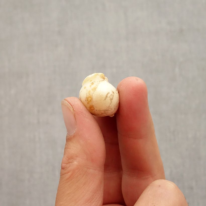 Exemplar von Allium unifolium Eros - Einblättriger Lauch Zwiebel Kaliber/Größe 5+ wie im Herbst geliefert