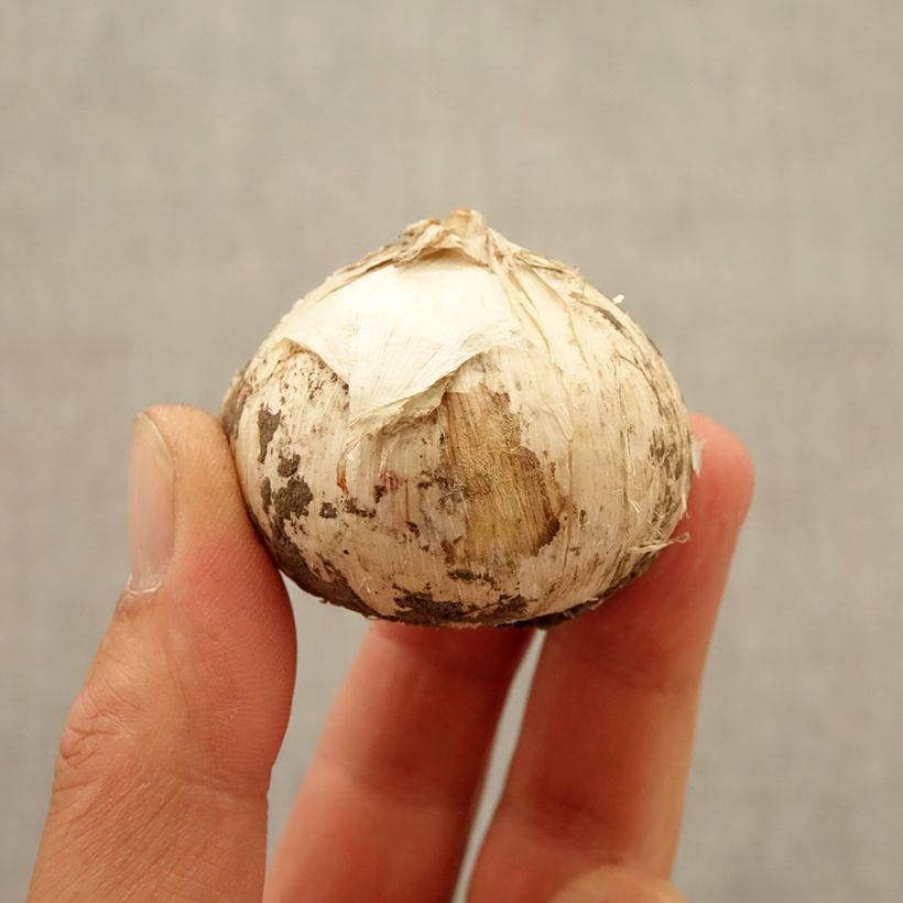 Exemplar von Allium Universe - Riesen-Lauch Zwiebel Kaliber/Größe 20+ wie im Herbst geliefert