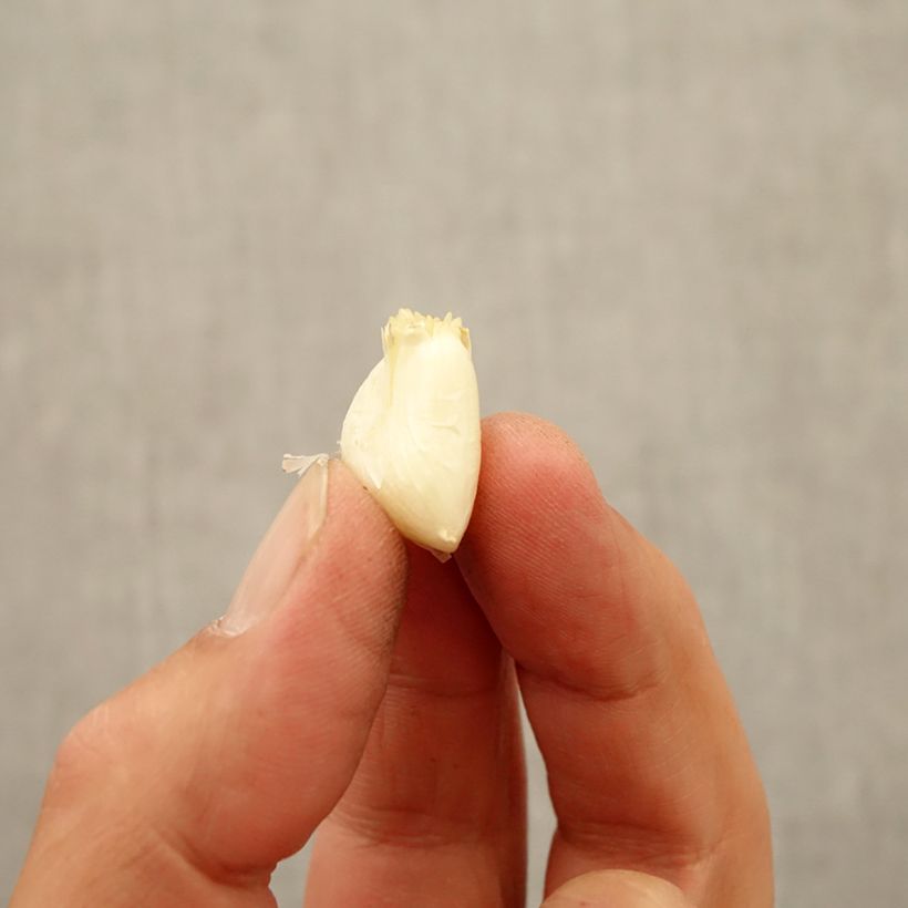 Example of Allium ampeloprasum White Cloud - Sommerknoblauch Zwiebel Kaliber/Größe 7+ as you get in automne