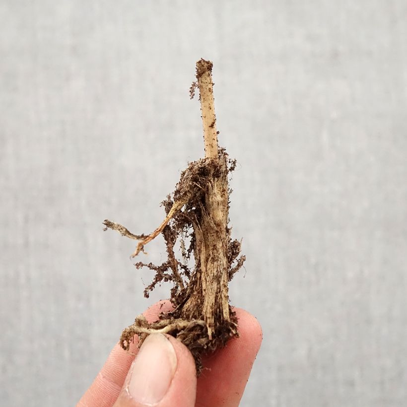 Exemplar von Chinesischer Lauch - Allium ramosum Zwiebel Kaliber/Größe I wie im Herbst geliefert