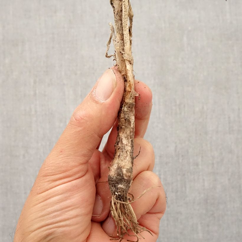 Example of Allium cernuum - Nickenden Lauch Zwiebel Kaliber/Größe I as you get in automne