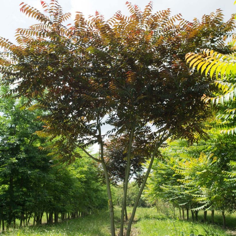 Ailanthus altissima Purple Dragon - Chinesischer Götterbaum (Wuchs)