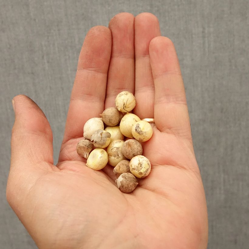 Exemplar von Allium Mix Nana - Zierlauch Zwiebel Kaliber/Größe 4+ wie im Herbst geliefert