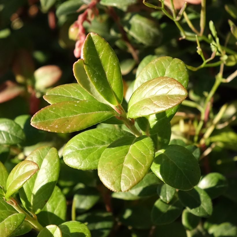 Preiselbeere Bio - Vaccinium vitis idaea (Foliage)