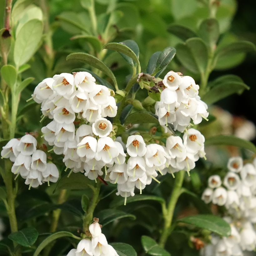 Preiselbeere - Vaccinium vitis idaea (Blüte)