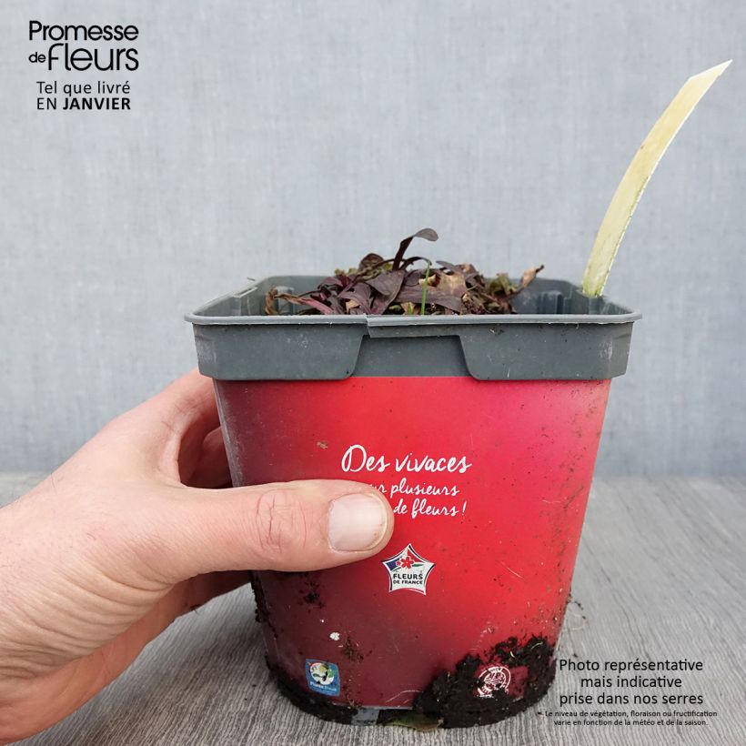 Exemplar von Ajuga Noble Nightingale - Bugle rampante Pot de 2L/3L wie im Winter geliefert