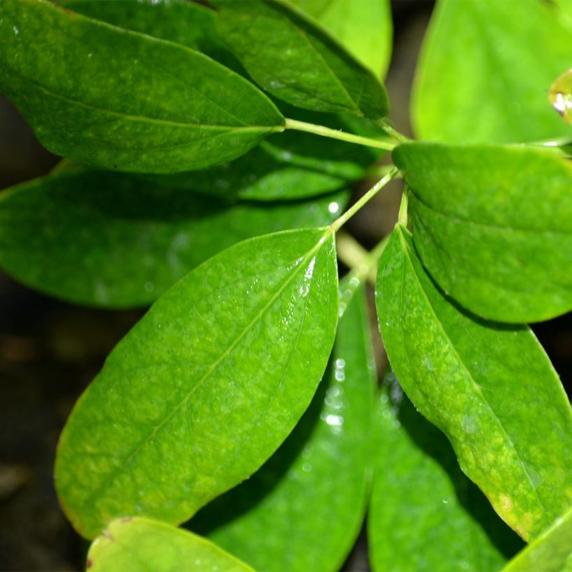 Akebia quinata Cream Form (Foliage)