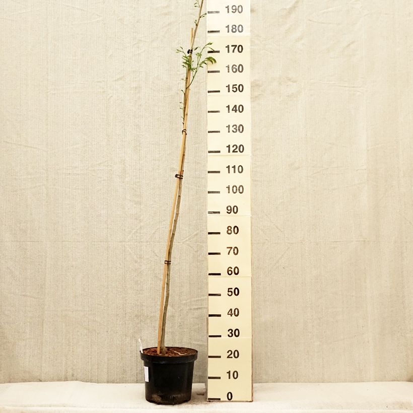 Exemplar von Albizia julibrissin Evey's Pride - Seidenakazie Topf mit 7,5L/10L wie im Frühjahr geliefert