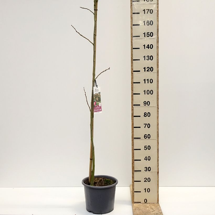 Exemplar von Albizia julibrissin Rouge Selection - Arbre à soie Pot de 12L/15L, Baliveau wie im Winter geliefert