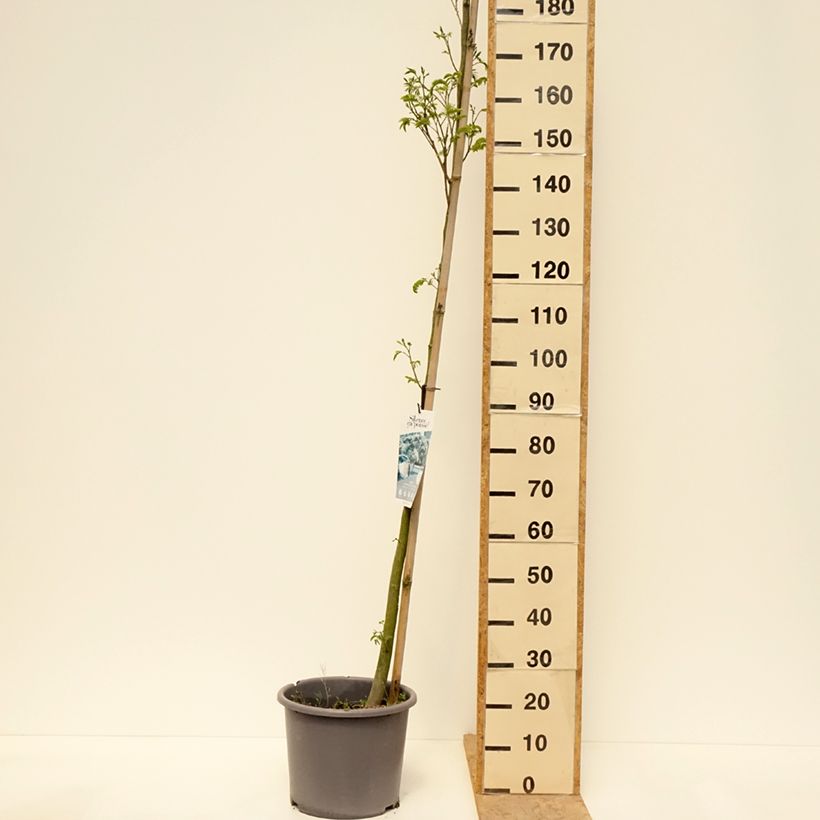 Exemplar von Albizia julibrissin Rouge Selection - Seidenakazie Topf mit 12L/15L, Stämmchen wie im Frühjahr geliefert