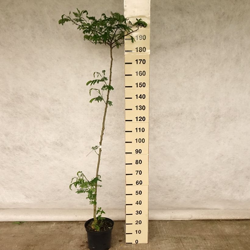Exemplar von Albizia julibrissin Tropical Dream - Seidenakazie Topf mit 7,5L/10L wie im Sommer geliefert