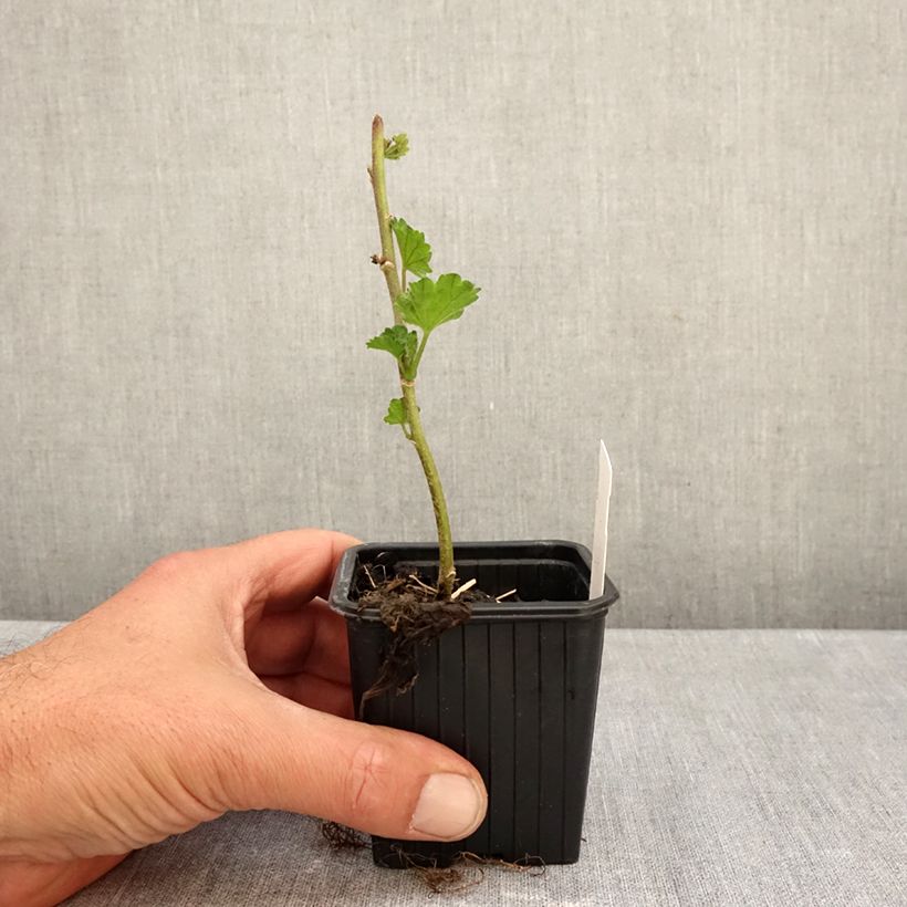Exemplar von Alcalthaea suffrutescens Parkallee - Halbstrauchige Stockrose Kleine Töpfe von 8/9 cm wie im Herbst geliefert