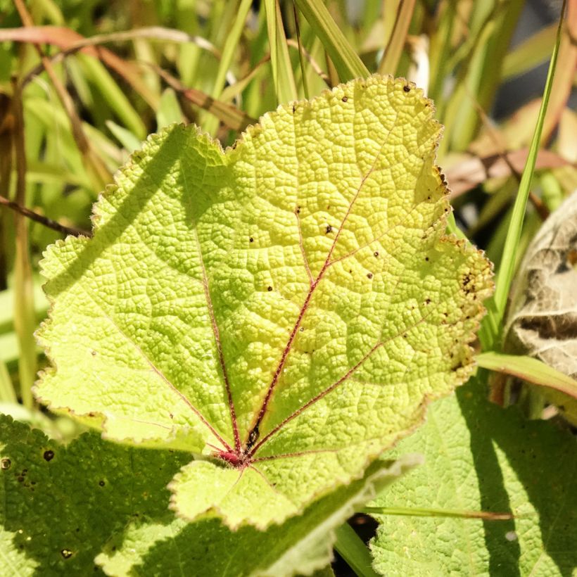 Alcea ficifolia - Feigenblättrige Stockrose (Foliage)