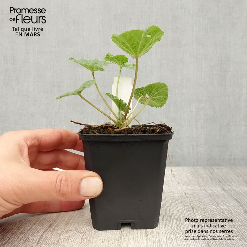 Example of Alcea ficifolia - Feigenblättrige Stockrose Kleine Töpfe von 8/9 cm as you get in printemps