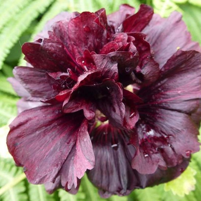 Alcea rosea Chater's Double Purple - Gewöhnliche Stockrose (Flowering)
