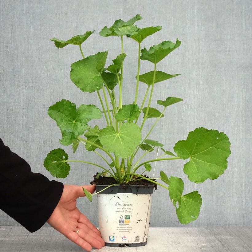 Exemplar von Alcea rosea Spring Celebrities White - Gewöhnliche Stockrose Topf mit 2L/3L wie im Frühjahr geliefert