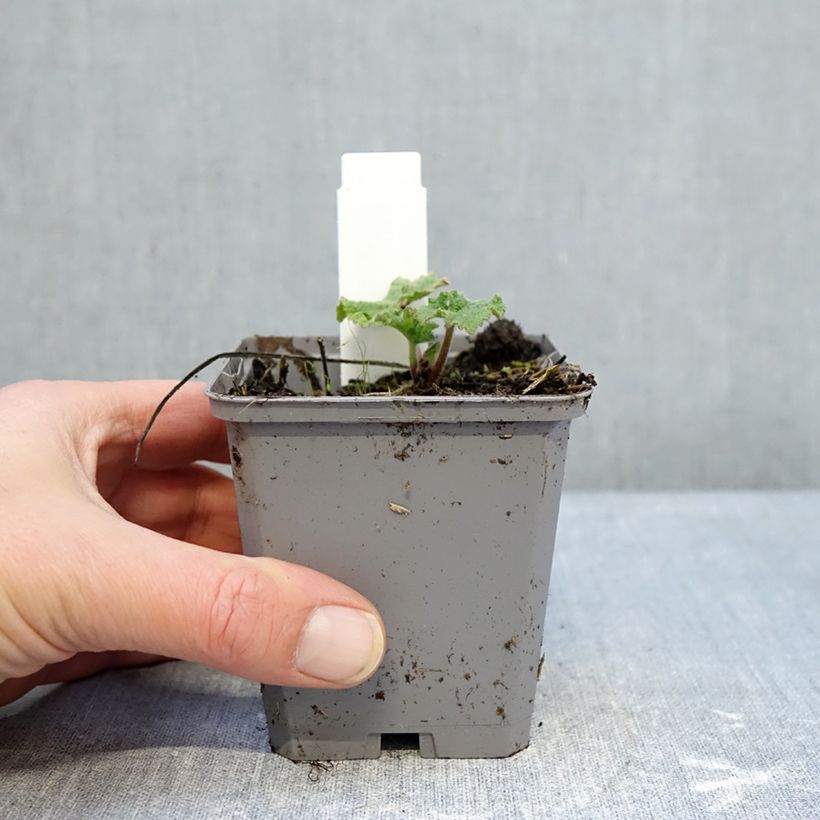 Example of Alcea rosea Simplex - Gewöhnliche Stockrose Kleine Töpfe von 7/8 cm as you get in hiver