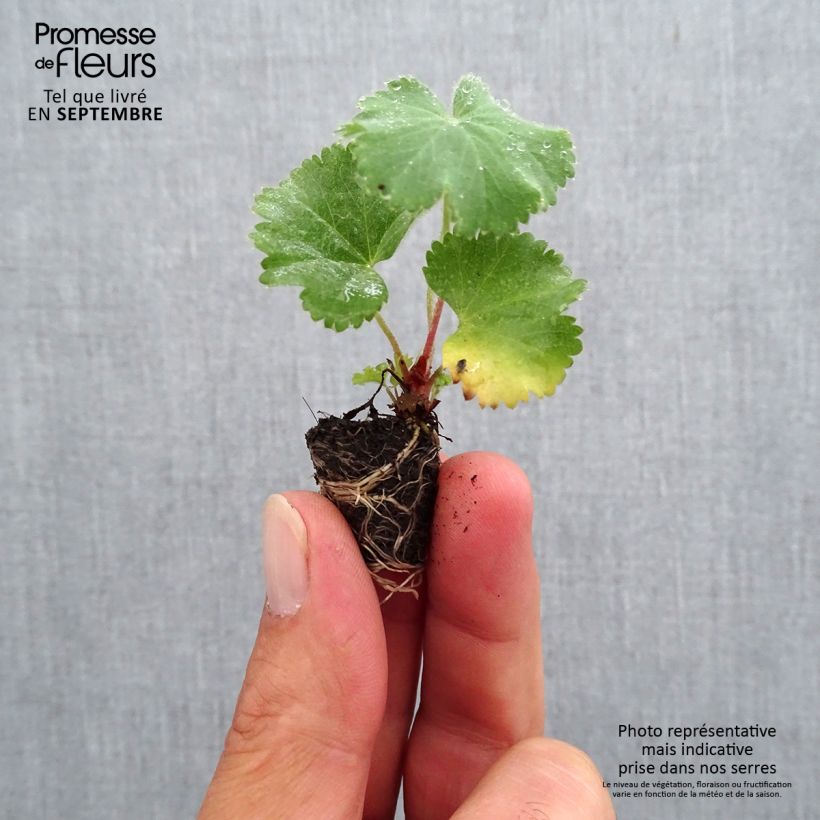 Exemplar von Alchemilla mollis - Weicher Frauenmantel Mini-Plug Ø 1,5/2,5 cm wie im Herbst geliefert