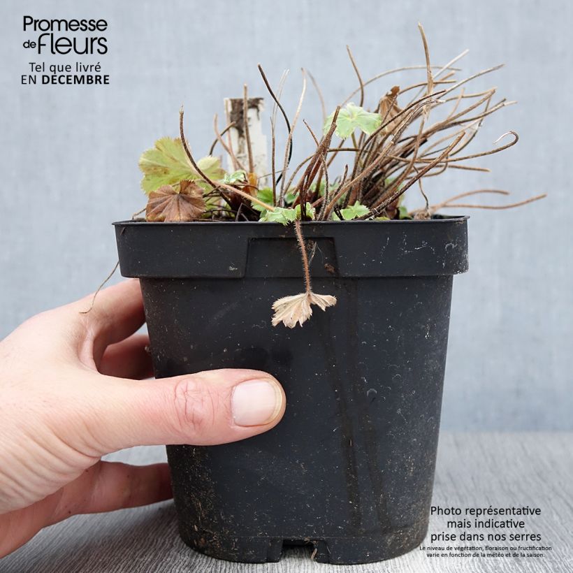 Exemplar von Alchemilla mollis - Weicher Frauenmantel Topf mit 2L/3L wie im Herbst geliefert