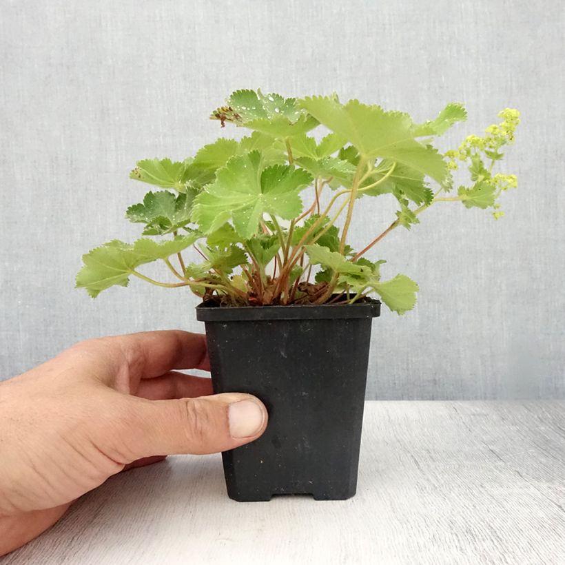 Exemplar von Alchemilla mollis Thriller - Großblättriger Frauenmantel Kleine Töpfe von 8/9 cm wie im Sommer geliefert