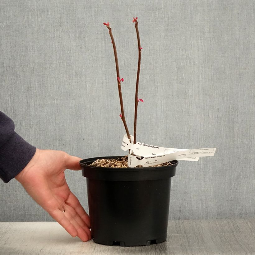 Example of Alchornea davidii Topf mit 3L/4L as you get in printemps