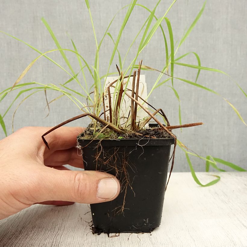 Exemplar von Alisma lanceolatum - Plantain d'eau à feuilles lancéolées Godet de 8/9 cm wie im Herbst geliefert