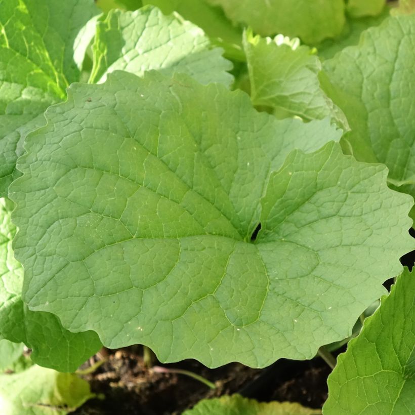 Alliaria petiolata - Knoblauchhederich (Foliage)