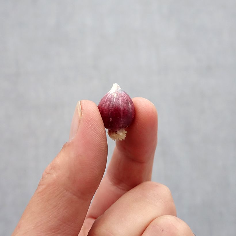 Exemplar von Allium amplectens Graceful - Zierlauch Zwiebel Kaliber/Größe 5+ wie im Herbst geliefert