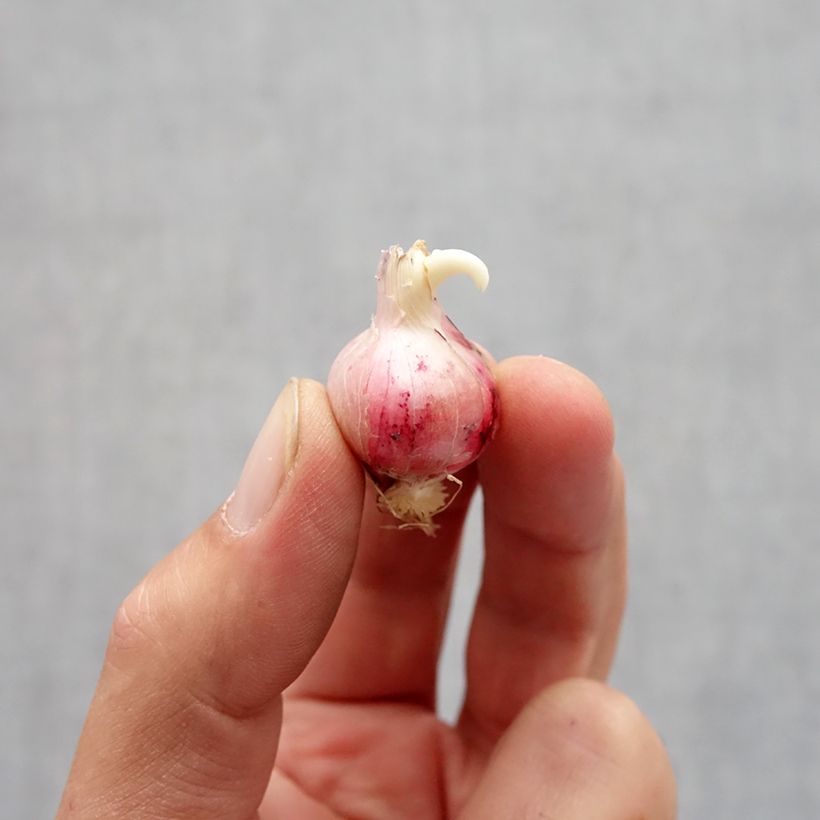 Exemplar von Allium carolinianum Rosy Dream - Zierlauch Zwiebel Kaliber/Größe 6+ wie im Herbst geliefert