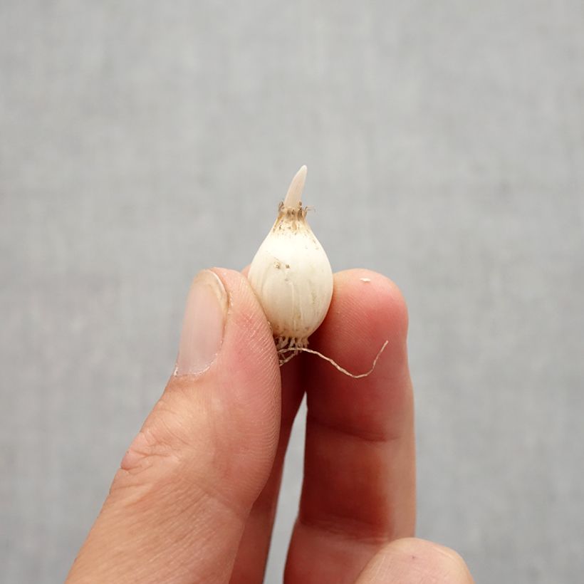 Exemplar von Allium chloranthum Yellow Fantas - Zierlauch Zwiebel Kaliber/Größe 6+ wie im Herbst geliefert