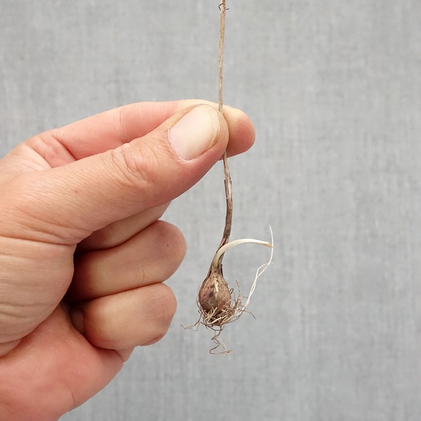 Exemplar von Allium flavum subsp. flavum - Gelber Lauch Zwiebel Kaliber/Größe I wie im Herbst geliefert