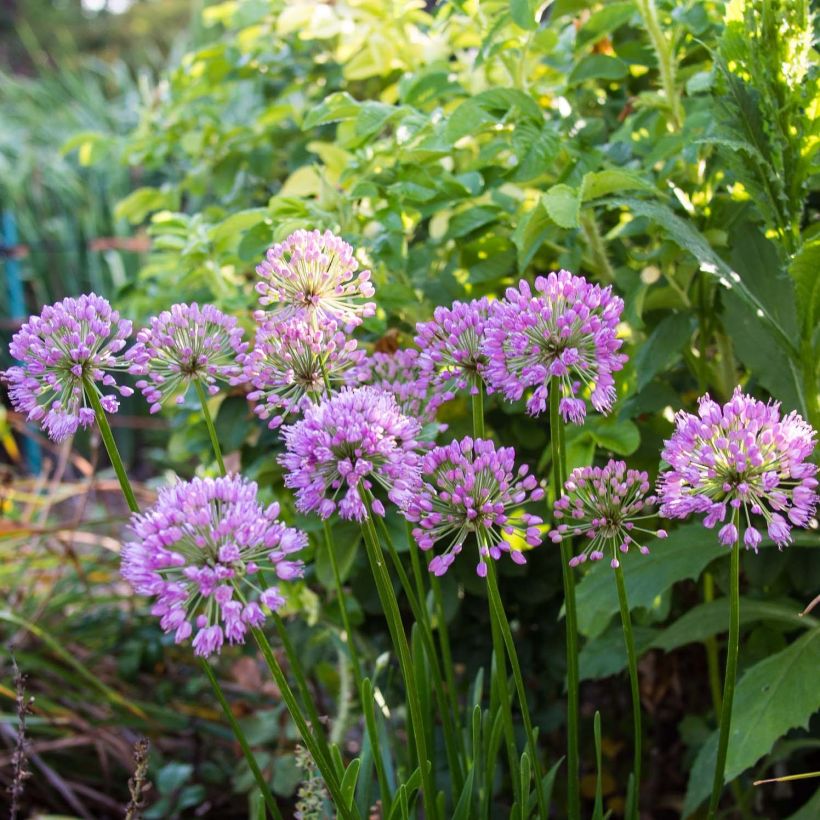 Allium Millenium - Zierlauch (Flowering)