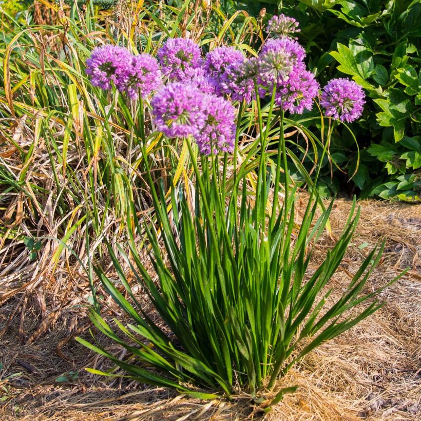 Allium Millenium - Zierlauch (Plant habit)