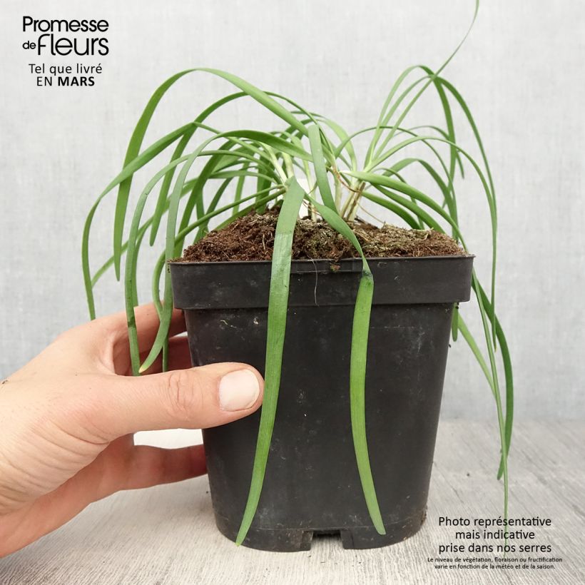 Example of Schnittlauch Cliffs of Dover 'Ifalcod' Kleine Töpfe von 8/9 cm as you get in printemps