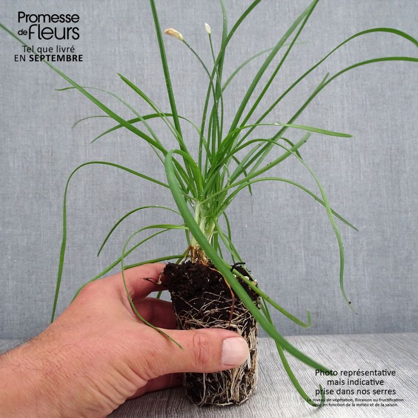 Example of Schnittlauch Cliffs of Dover 'Ifalcod' Mini-Plug Ø 3/4 cm as you get in automne