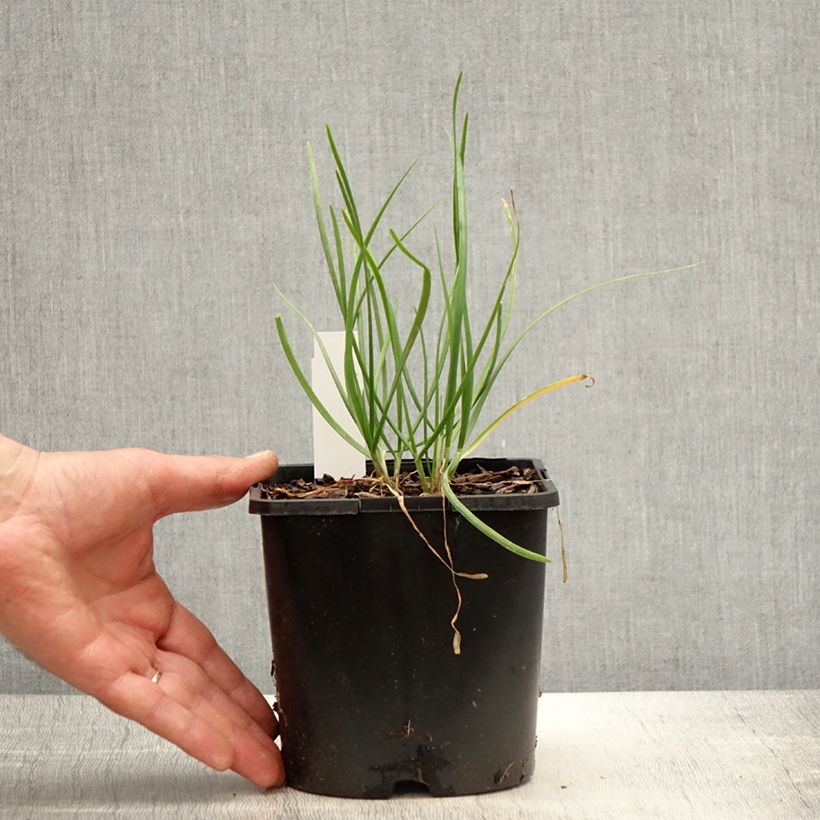 Example of Schnittlauch Cliffs of Dover 'Ifalcod' Topf mit 2L/3L as you get in printemps