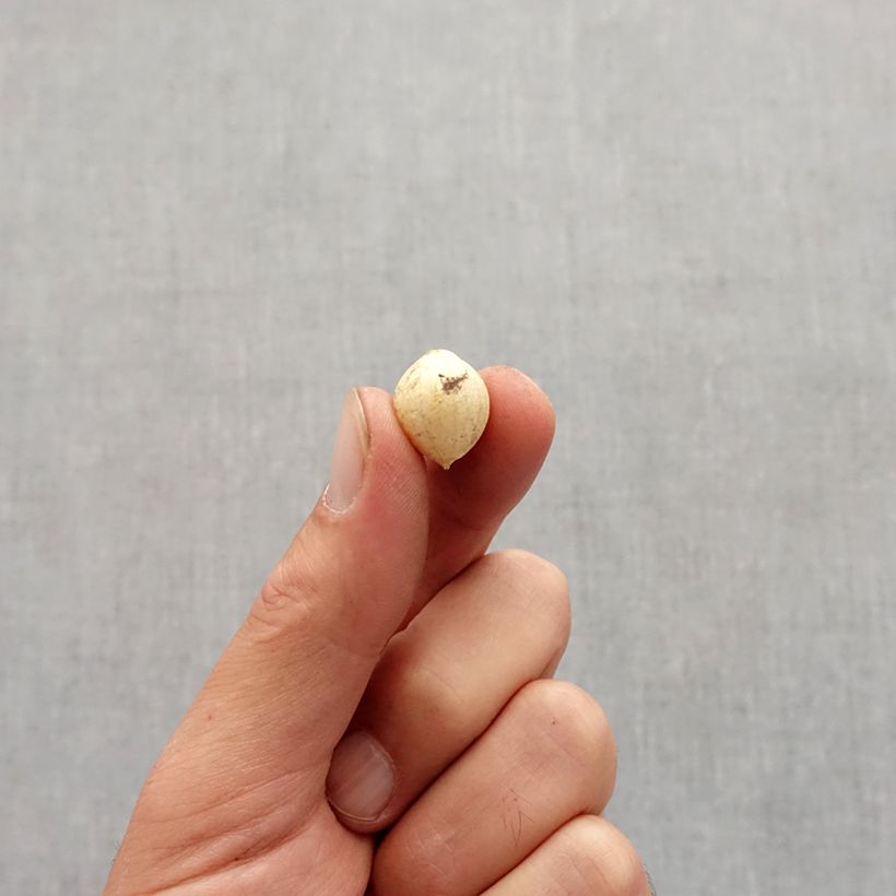 Exemplar von Allium zebdanense - Libanon-Lauch Zwiebel Kaliber/Größe 4+ wie im Herbst geliefert