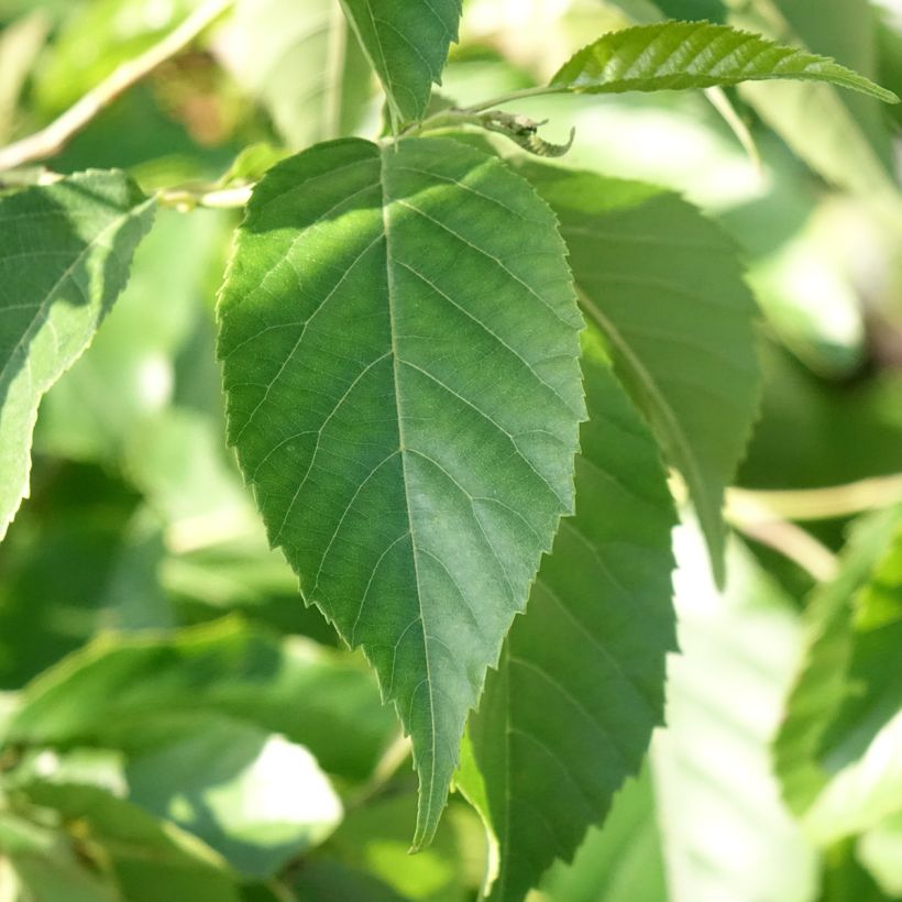 Alnus spaethii - Spaeths Erle (Foliage)