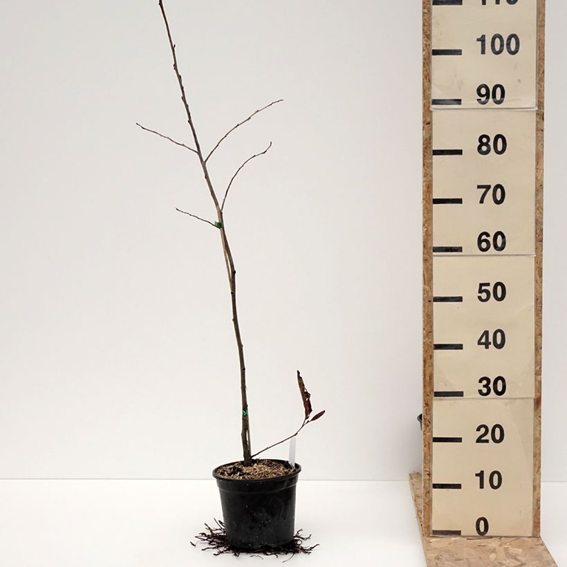 Exemplar von Alnus spaethii - Aulne de Spaeth Pot de 3L/4L wie im Winter geliefert