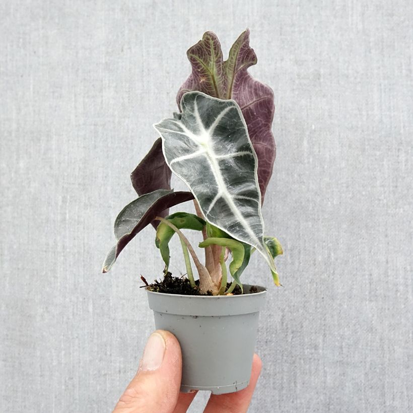 Exemplar von Alocasia Amazonica Dwarf - Pfeilblatt Mini-Pflanze wie im Frühjahr geliefert