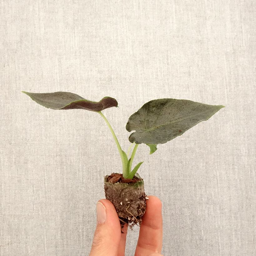 Exemplar von Alocasia Antoro Velvet - Pfeilblattphant Mini-Pflanze wie im Frühjahr geliefert
