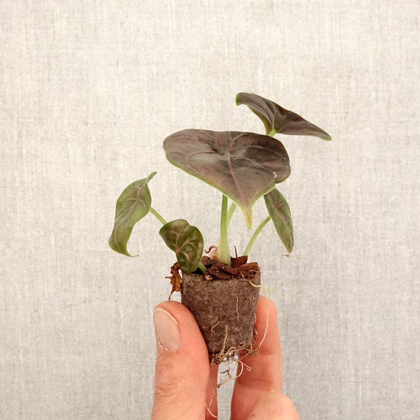Exemplar von Alocasia azlanii - Pfeilblatt Mini-Pflanze wie im Frühjahr geliefert