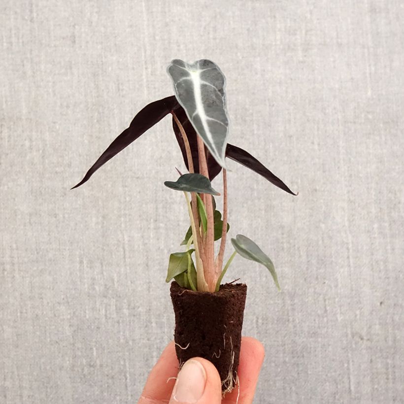 Exemplar von Alocasia Bambino - Pfeilblatt Mini-Pflanze wie im Frühjahr geliefert