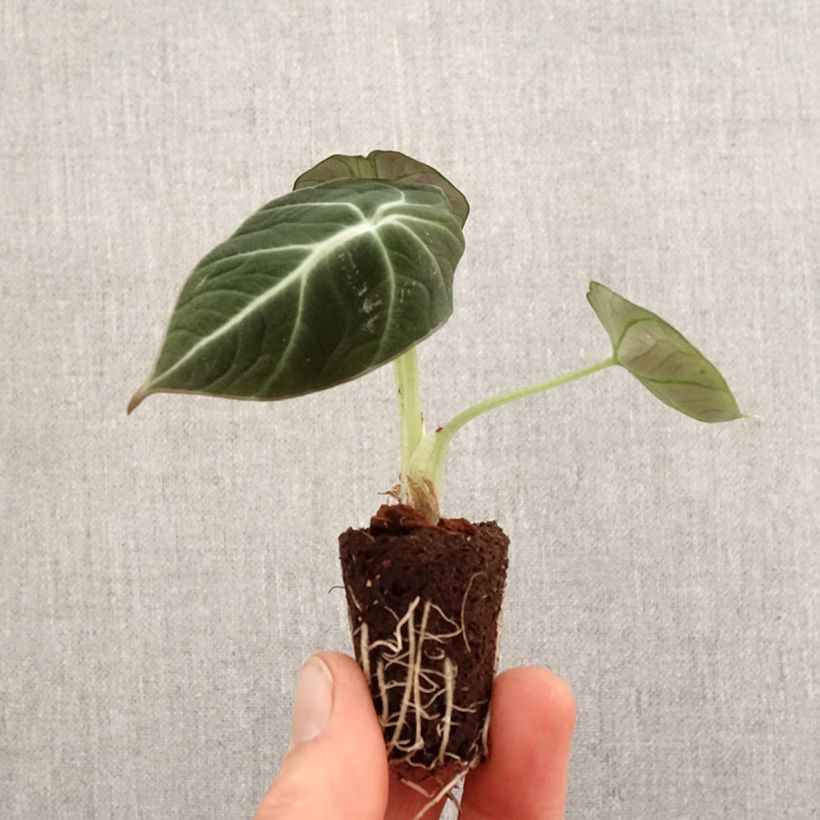 Exemplar von Alocasia Black Velvet - Pfeilblatt Mini-Pflanze wie im Frühjahr geliefert