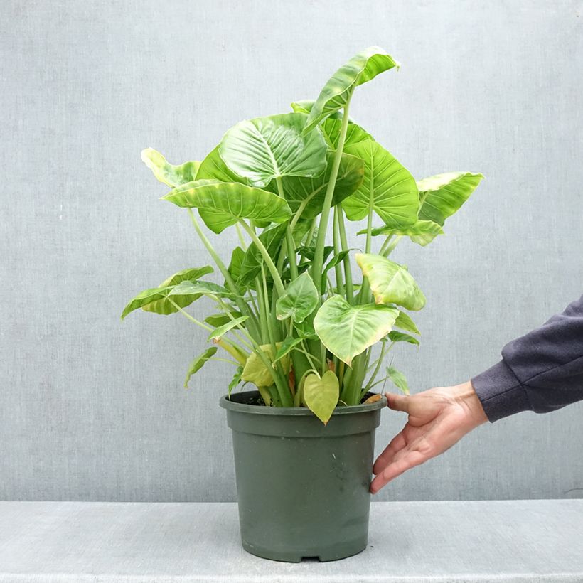 Exemplar von Alocasia Calidora - Pfeilblatt Topf mit 7,5L/10L wie im Frühjahr geliefert