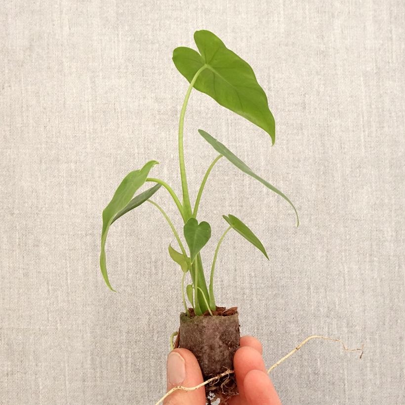 Exemplar von Alocasia California - Pfeilblatt Mini-Pflanze wie im Frühjahr geliefert