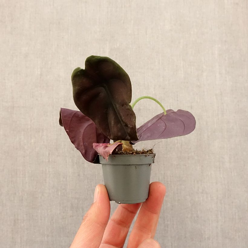 Exemplar von Alocasia cuprea Red - Pfeilblatt Mini-Pflanze wie im Frühjahr geliefert