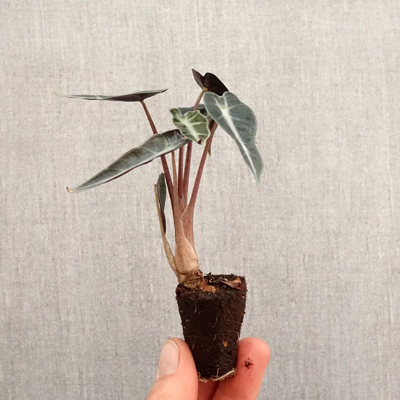 Exemplar von Alocasia Curly Bambino - Pfeilblatt Mini-Pflanze wie im Frühjahr geliefert