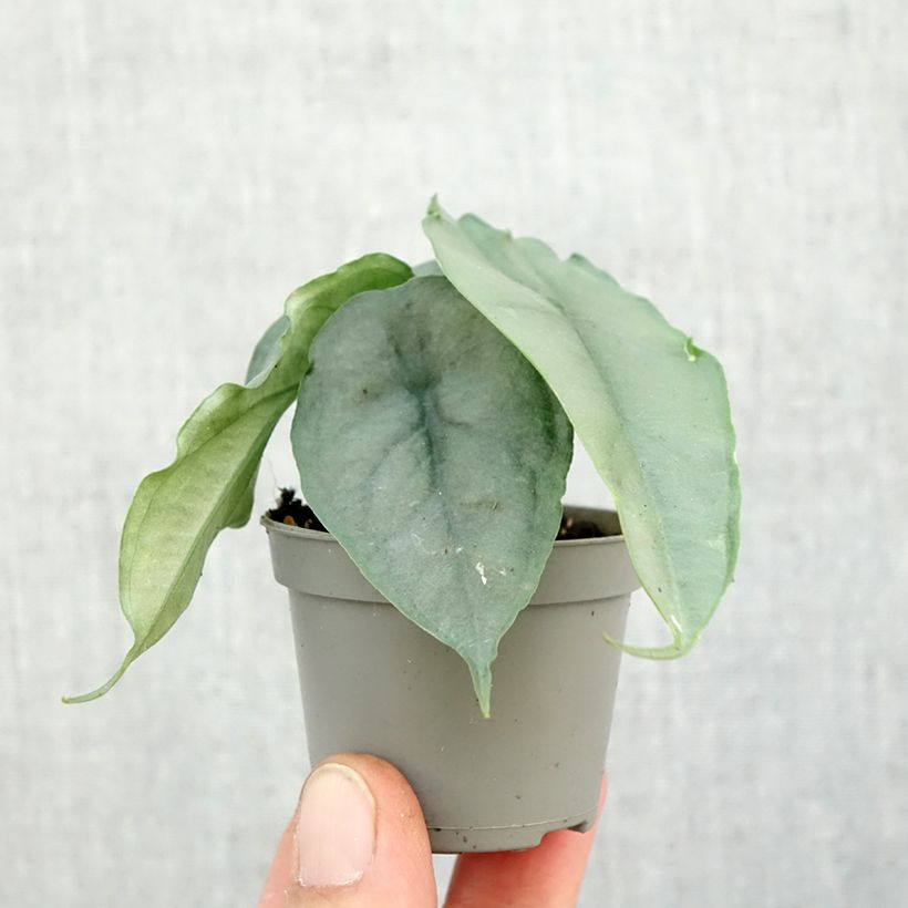 Exemplar von Alocasia Dragon's Breath - Pfeilblatt Mini-Pflanze wie im Herbst geliefert