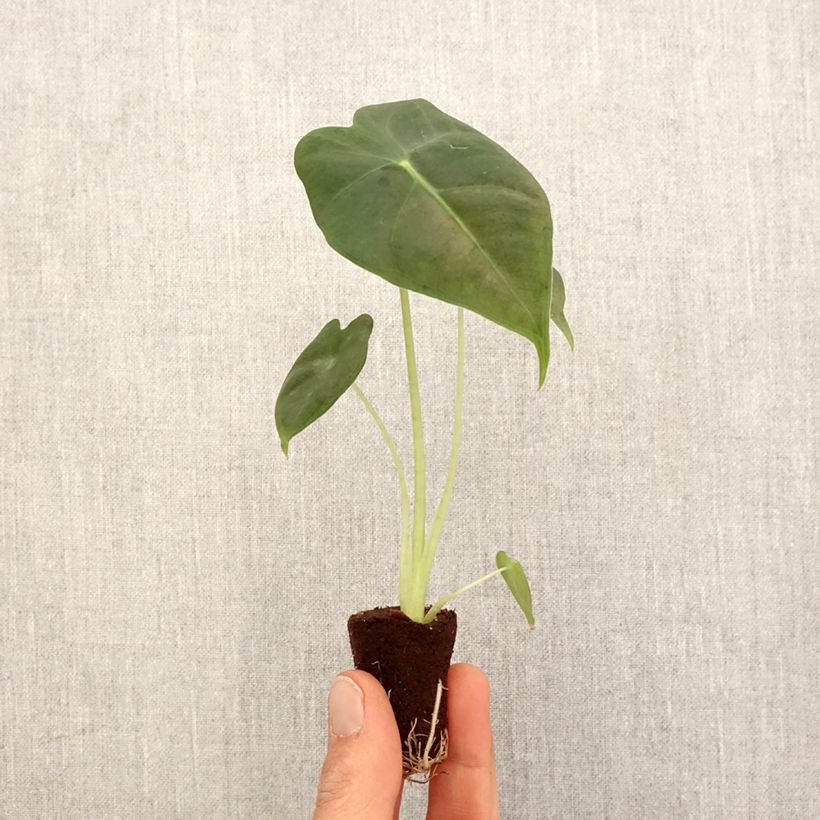 Example of Alocasia Frydek - Pfeilblatt Mini-Pflanze as you get in printemps